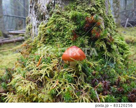 富士山の苔むした切り株とチャナメツムタケ Saffron Milkcap on Mossy Tree 富士山の苔むした切り株とチャナメツムタケ Saffron Milkcap on Mossy Tree 83120256
