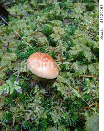 雨上がりのチャナメツムタケ Saffron Milkcap Mushrooms after Rain 雨上がりのチャナメツムタケ Saffron Milkcap Mushrooms after Rain 83120268