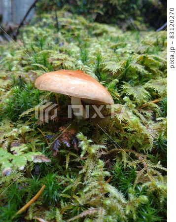雨上がりのチャナメツムタケ Saffron Milkcap Mushrooms after Rain 雨上がりのチャナメツムタケ Saffron Milkcap Mushrooms after Rain 83120270