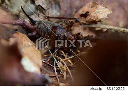 カマドウマの一種 カマドウマの一種 83120296