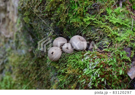 キツネノチャブクロ　4つ 83120297