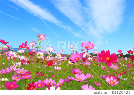 コスモス畑　青空　雲 83120422