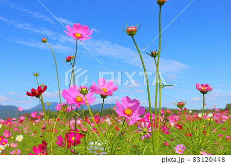 コスモス畑 青空 雲 コスモス畑 青空 雲 83120448
