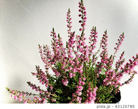 カルーナ　ピンク 83120780