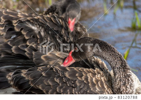 Black swans swimming in the lake 83120788