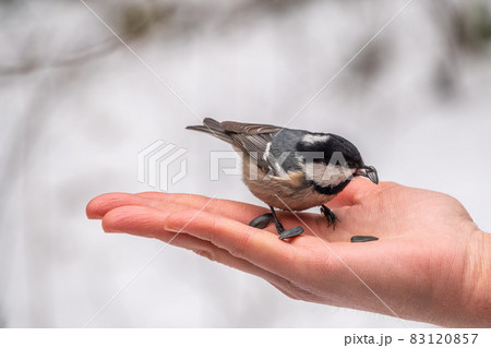 The coal tit eats seeds from a hand 83120857
