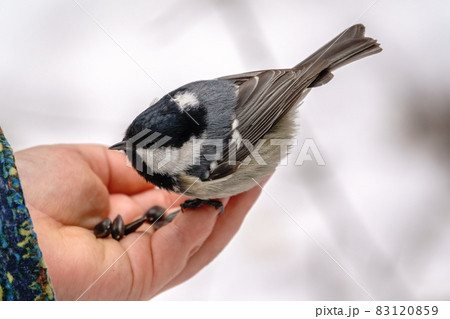 The coal tit eats seeds from a child's hand 83120859