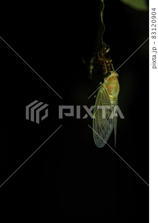 蝉の羽化 83120904
