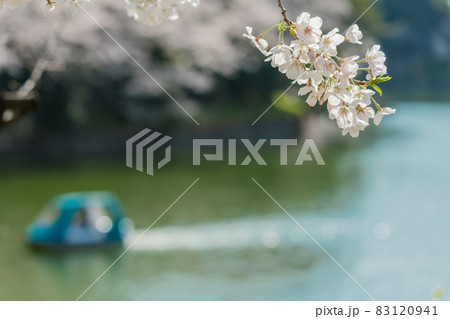 【満開　千鳥ヶ淵の染井吉野とボート】 83120941