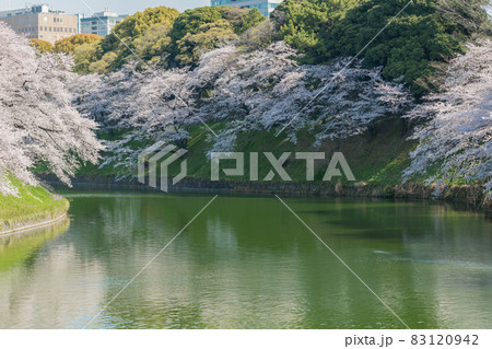 【満開　千鳥ヶ淵の染井吉野とビル】 83120942