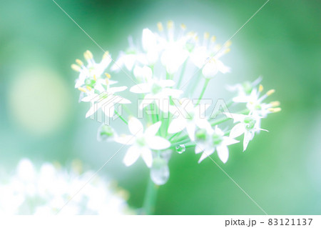 小さくて可愛い真っ白なニラの花バックは綺麗なグリーン今にも水滴が落ちそうの写真素材