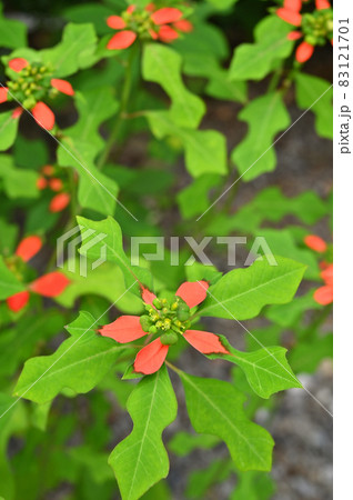 植物：ショウジョウソウ　トウダイグサ科　長瀞七草寺遍照寺境内に咲く 83121701