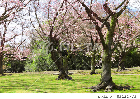 Sakura in Koishikawa Korakuen garden, Okayama, Japan Sakura in Koishikawa Korakuen garden, Okayama, Japan 83121773