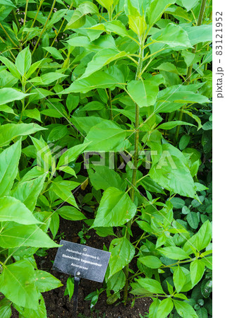 Topinambour (Helianthus tuberosus) in herb garden. Jerusalem artichoke plant. 83121952