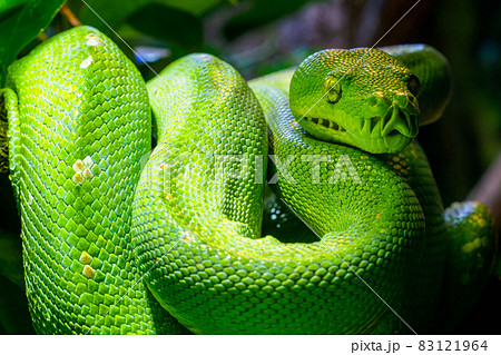 Green tree python (Morelia viridis) close-up. Portrait art. Green tree python (Morelia viridis) close-up. Portrait art. 83121964