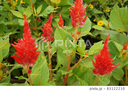 春の花壇 83122210