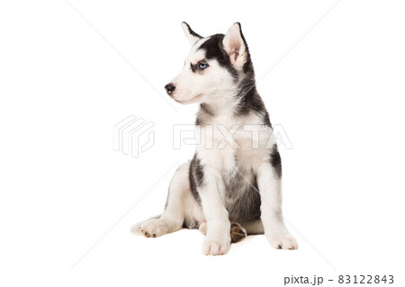 Siberian Husky puppy isolated on a white background Siberian Husky puppy isolated on a white background 83122843