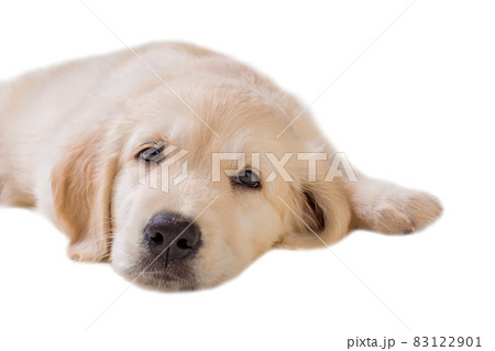puppy golden retriever on a white background isolated puppy golden retriever on a white background isolated 83122901