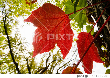 ツタの紅葉、秋の風景 83122990