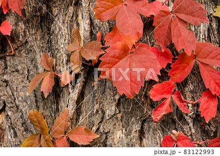 ツタの紅葉、秋の風景 83122993