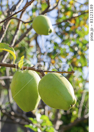 【薬用果実】かりん 【薬用果実】かりん 83123189