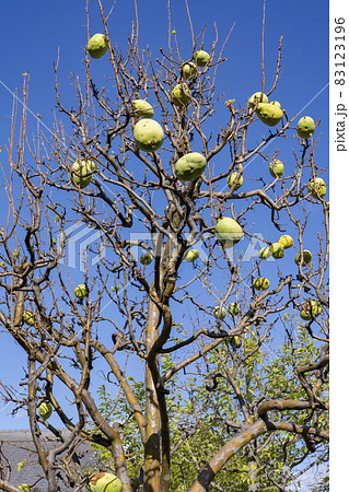 【薬用果実】かりん 83123196