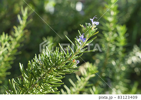 【ハーブ】ローズマリー 【ハーブ】ローズマリー 83123409