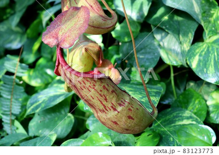 食虫植物 ウツボカズラ 食虫植物 ウツボカズラ 83123773