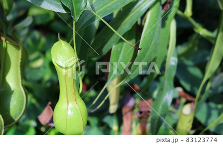 食虫植物 ウツボカズラ 食虫植物 ウツボカズラ 83123774