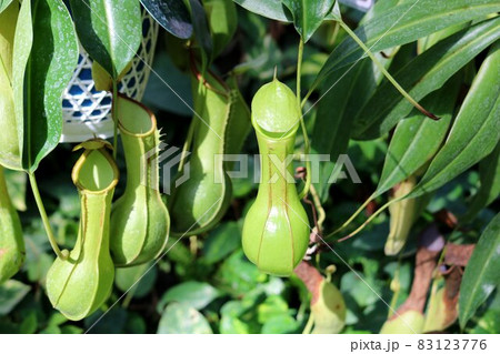 食虫植物 ウツボカズラ 食虫植物 ウツボカズラ 83123776