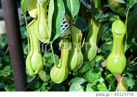 食虫植物 ウツボカズラ 食虫植物 ウツボカズラ 83123778