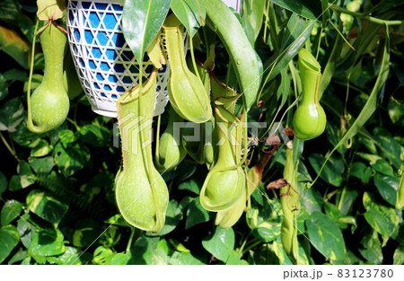 食虫植物 ウツボカズラ 食虫植物 ウツボカズラ 83123780