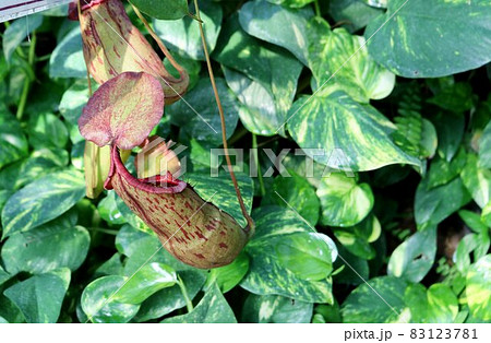 食虫植物 ウツボカズラ 食虫植物 ウツボカズラ 83123781