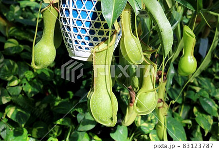 食虫植物 ウツボカズラ 食虫植物 ウツボカズラ 83123787