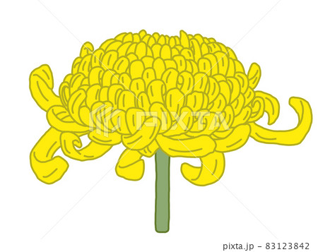 黄色の大菊の横向きイラスト マジックペン風 のイラスト素材