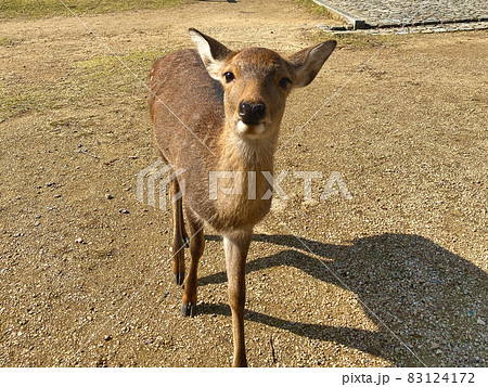 カメラ目線のかわいい鹿の写真素材