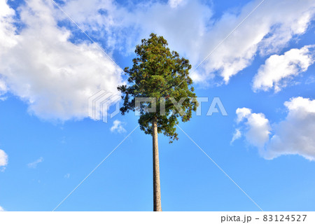 一本杉　あまぎ水の文化村　福岡県朝倉市 83124527