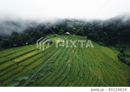 Rice and rice fields on a rainy day Rice and rice fields on a rainy day 83124629