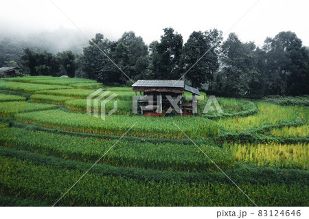 Rice and rice fields on a rainy day 83124646