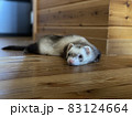 フェレット休憩中 83124664