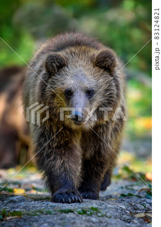 Baby cub wild Brown Bear (Ursus Arctos) in the autumn forest. Animal in natural habitat 83124821