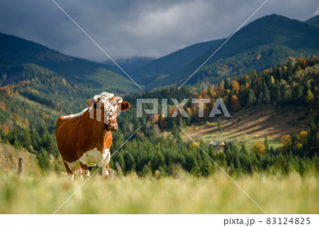 Brown cow on pasture in mountains Brown cow on pasture in mountains 83124825