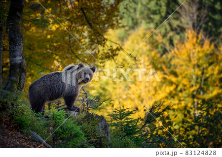 Wild Brown Bear in the autumn forest. Animal in natural habitat. Wildlife scene Wild Brown Bear in the autumn forest. Animal in natural habitat. Wildlife scene 83124828