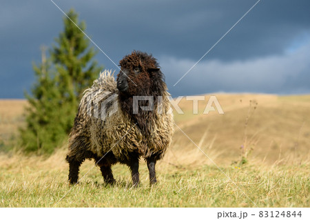 Mountain sheep grazing on pasture in autumn Mountain sheep grazing on pasture in autumn 83124844