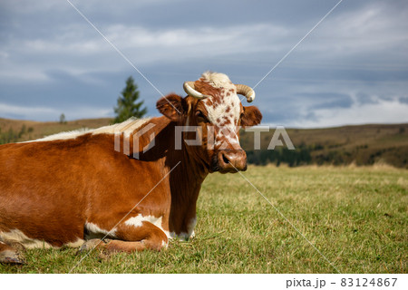 Brown cow on pasture in mountains Brown cow on pasture in mountains 83124867