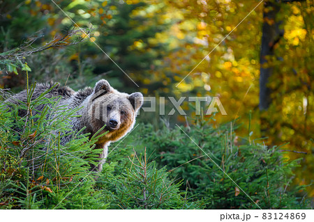 Wild Brown Bear in the autumn forest. Animal in natural habitat. Wildlife scene 83124869