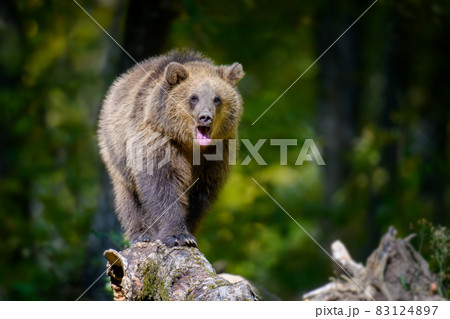 Baby cub wild Brown Bear (Ursus Arctos) on tree in the autumn forest. Animal in natural habitat Baby cub wild Brown Bear (Ursus Arctos) on tree in the autumn forest. Animal in natural habitat 83124897
