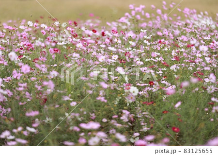 フルーツ 果物 木 83125655