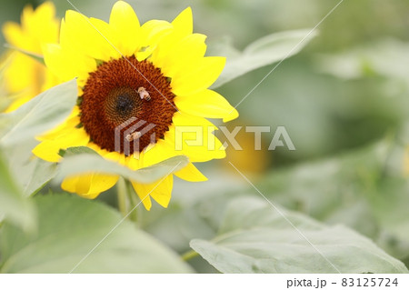 フルーツ 果物 木 83125724