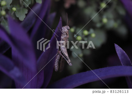 秋の公園に咲くムラサキゴテンの葉に止まるクルマバッタモドキ 83126113